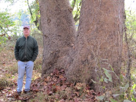 Picture of a large tree.